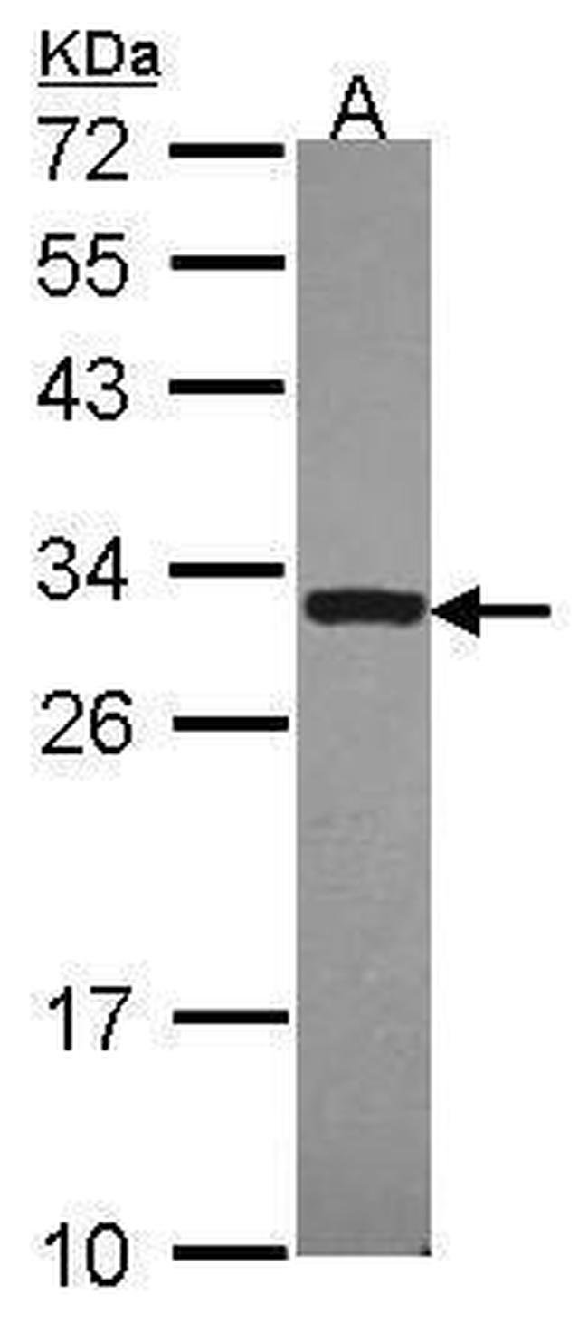 DcR3 Antibody in Western Blot (WB)