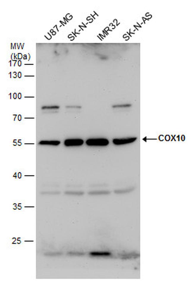 COX10 Antibody in Western Blot (WB)