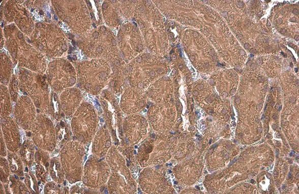 PEX19 Antibody in Immunohistochemistry (Paraffin) (IHC (P))