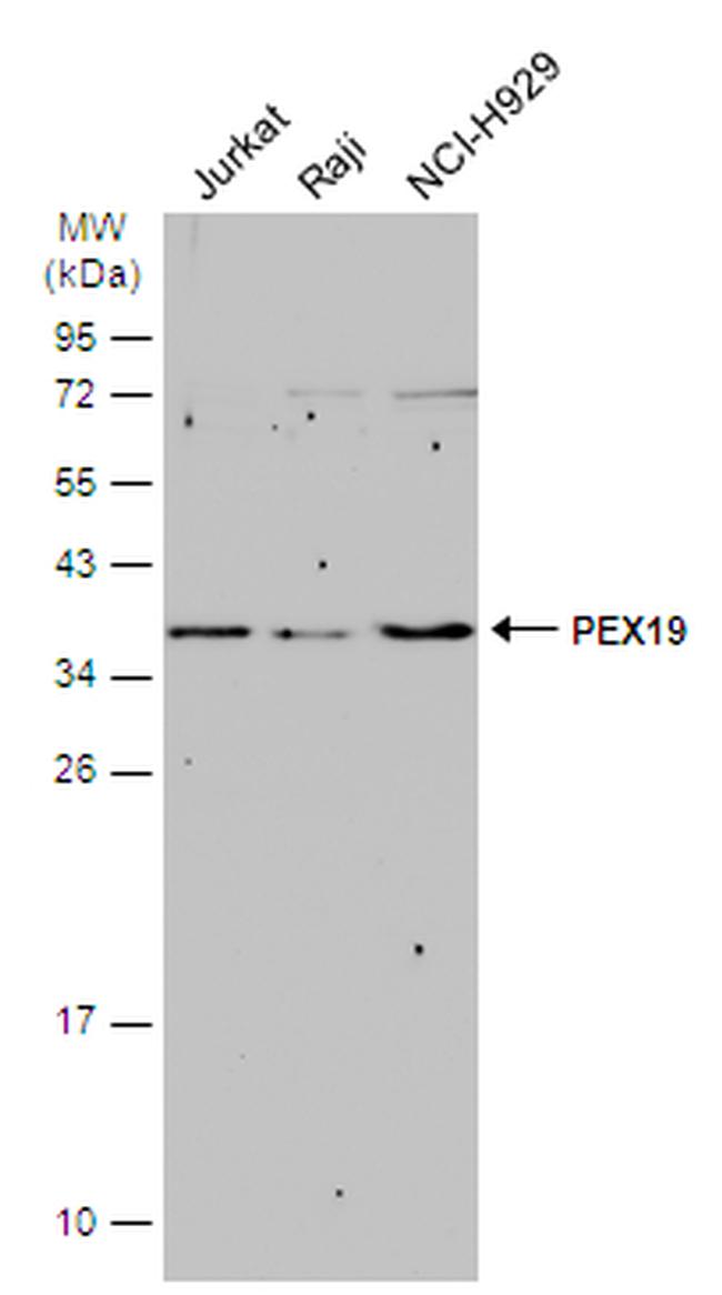 PEX19 Antibody in Western Blot (WB)