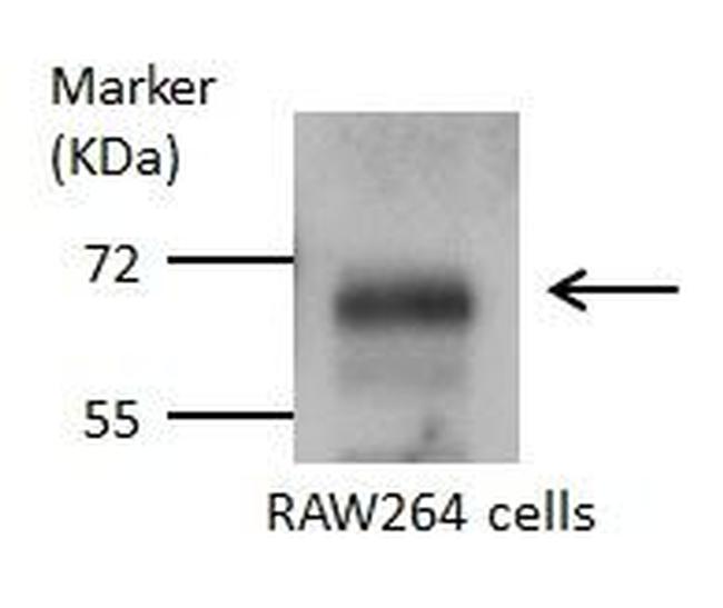 Glutaminase Antibody in Western Blot (WB)