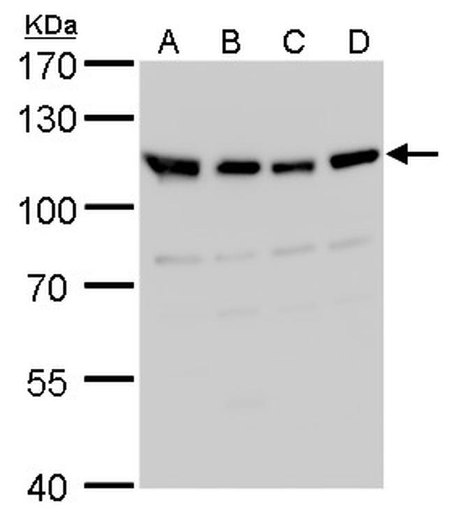 VDP Antibody in Western Blot (WB)