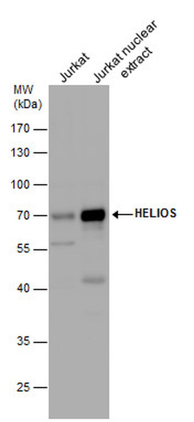 HELIOS Antibody in Western Blot (WB)