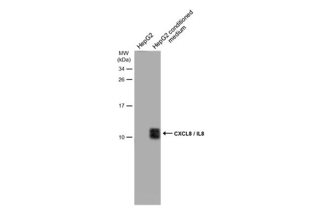 IL-8 (CXCL8) Antibody in Western Blot (WB)