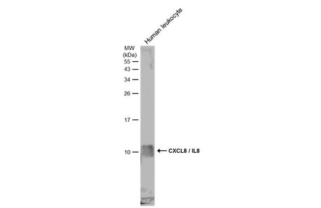 IL-8 (CXCL8) Antibody in Western Blot (WB)