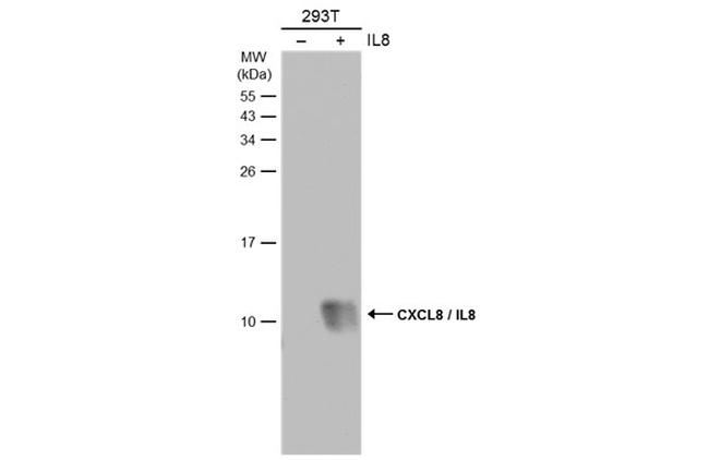 IL-8 (CXCL8) Antibody in Western Blot (WB)