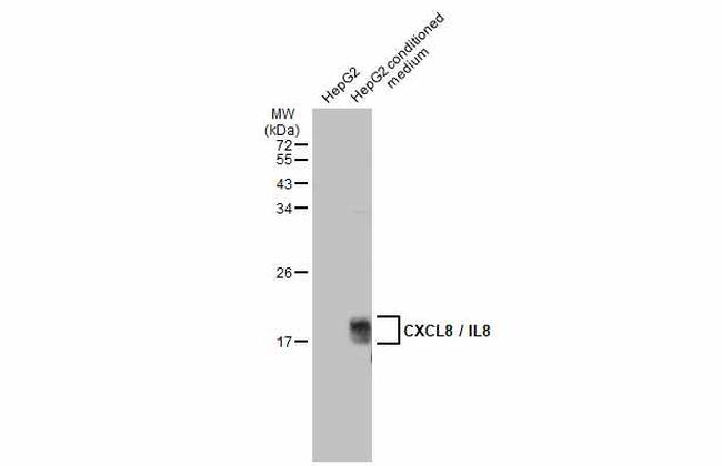 IL-8 (CXCL8) Antibody in Western Blot (WB)