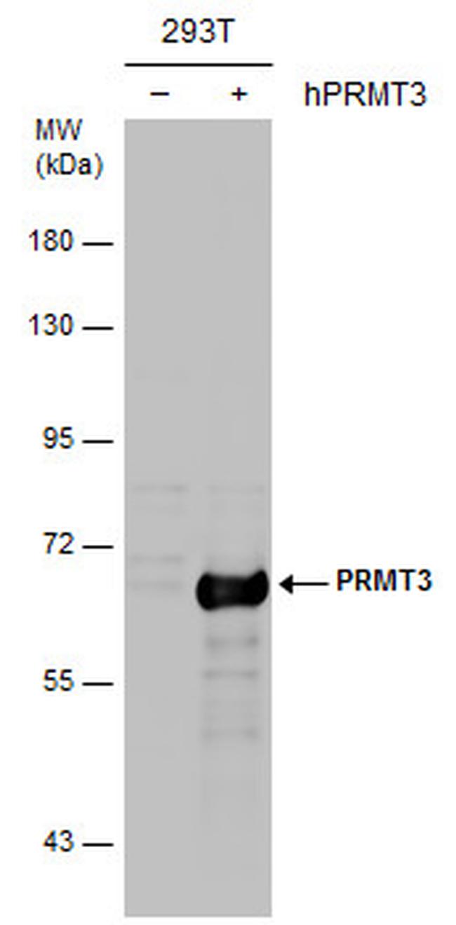 PRMT3 Antibody in Western Blot (WB)