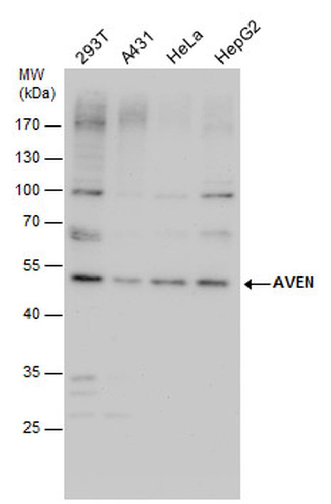 AVEN Antibody in Western Blot (WB)