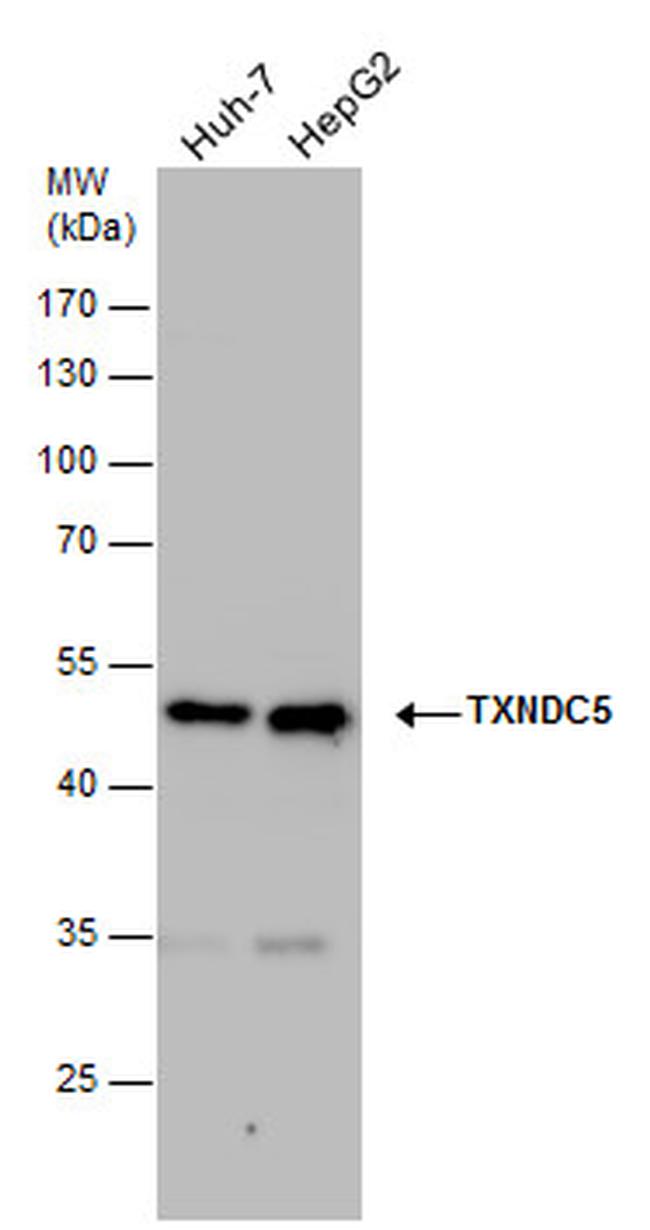 TXNDC5 Antibody in Western Blot (WB)