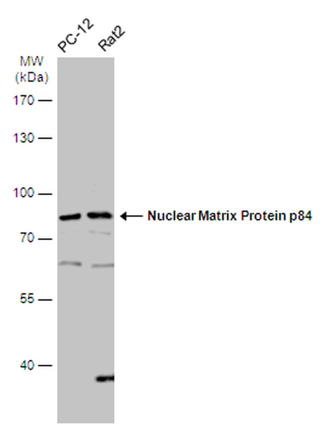 Nuclear Matrix Protein p84 Antibody in Western Blot (WB)