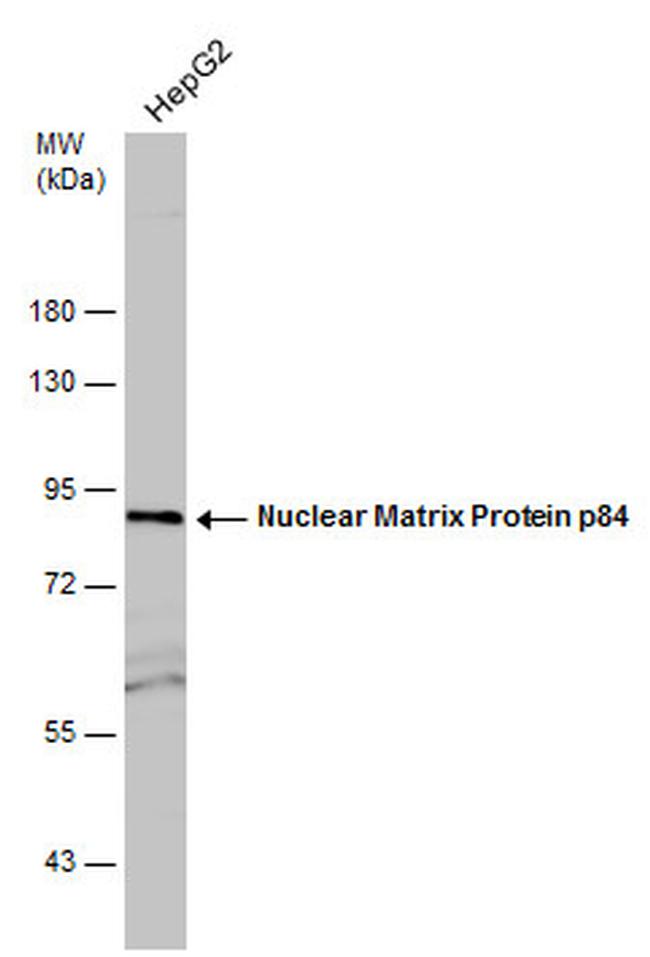 Nuclear Matrix Protein p84 Antibody in Western Blot (WB)