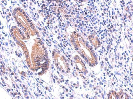 DUOX1 Antibody in Immunohistochemistry (Paraffin) (IHC (P))