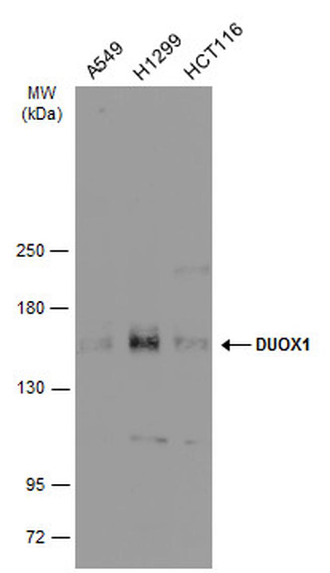 DUOX1 Antibody in Western Blot (WB)