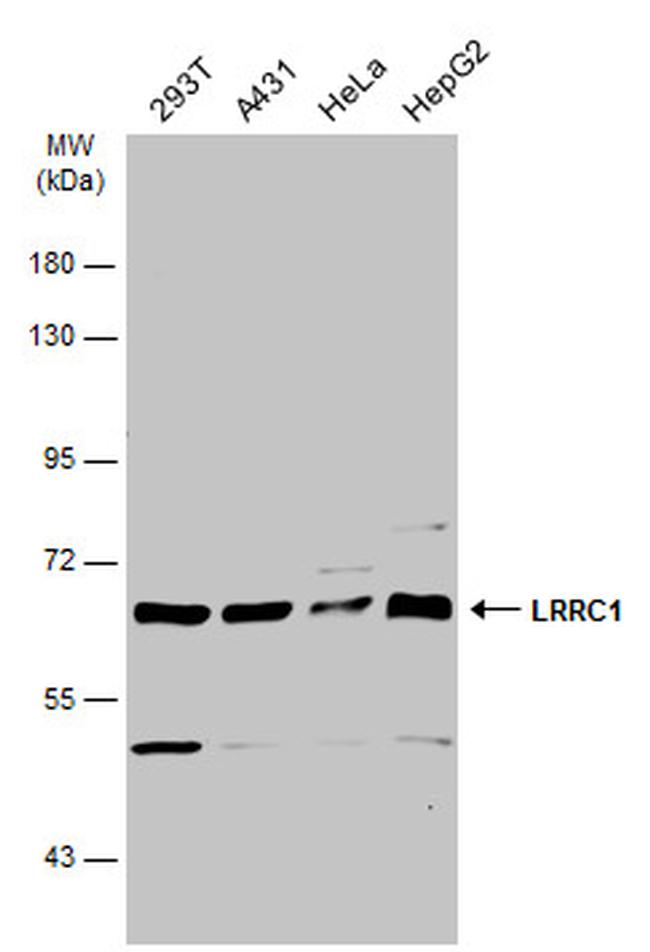 Lano Antibody in Western Blot (WB)