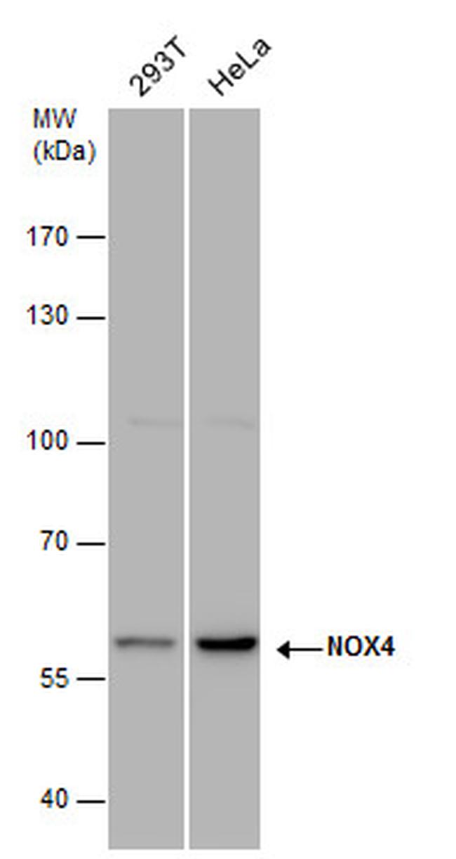 NOX4 Antibody in Western Blot (WB)