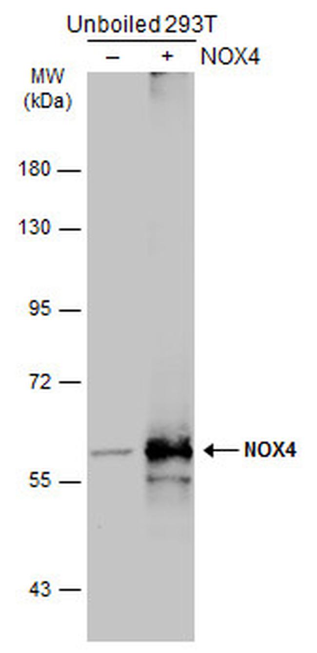 NOX4 Antibody in Western Blot (WB)