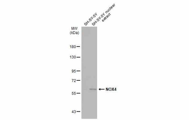 NOX4 Antibody in Western Blot (WB)