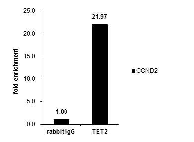 TET2 Antibody in ChIP Assay (ChIP)