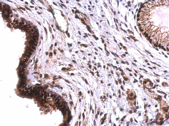 TET2 Antibody in Immunohistochemistry (Paraffin) (IHC (P))