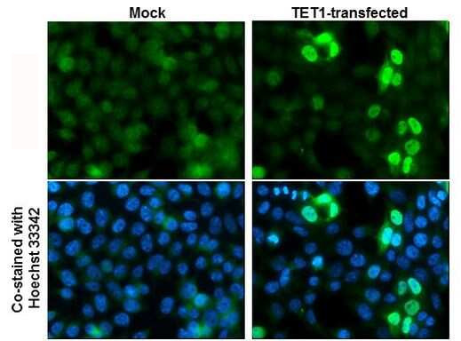TET1 Antibody in Immunocytochemistry (ICC/IF)