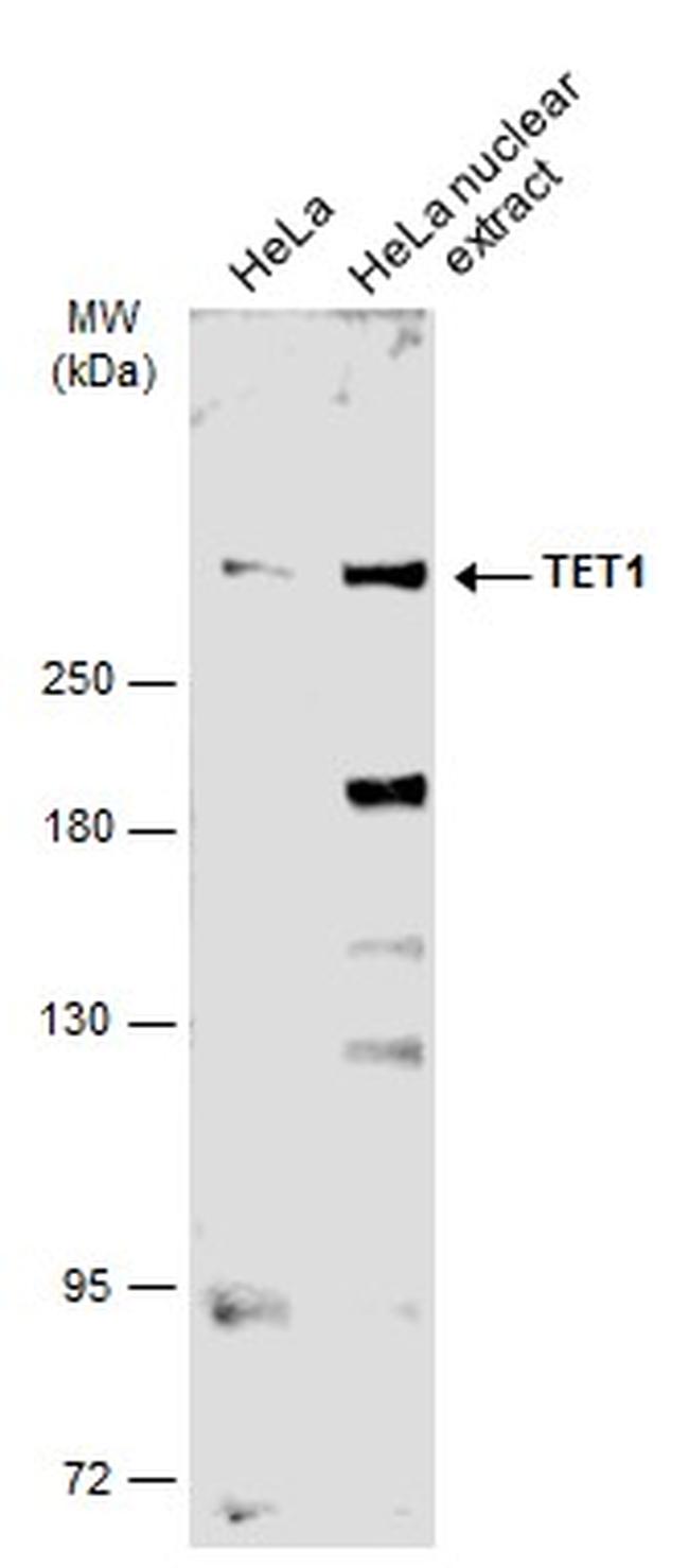 TET1 Antibody in Western Blot (WB)