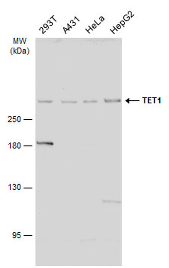 TET1 Antibody in Western Blot (WB)