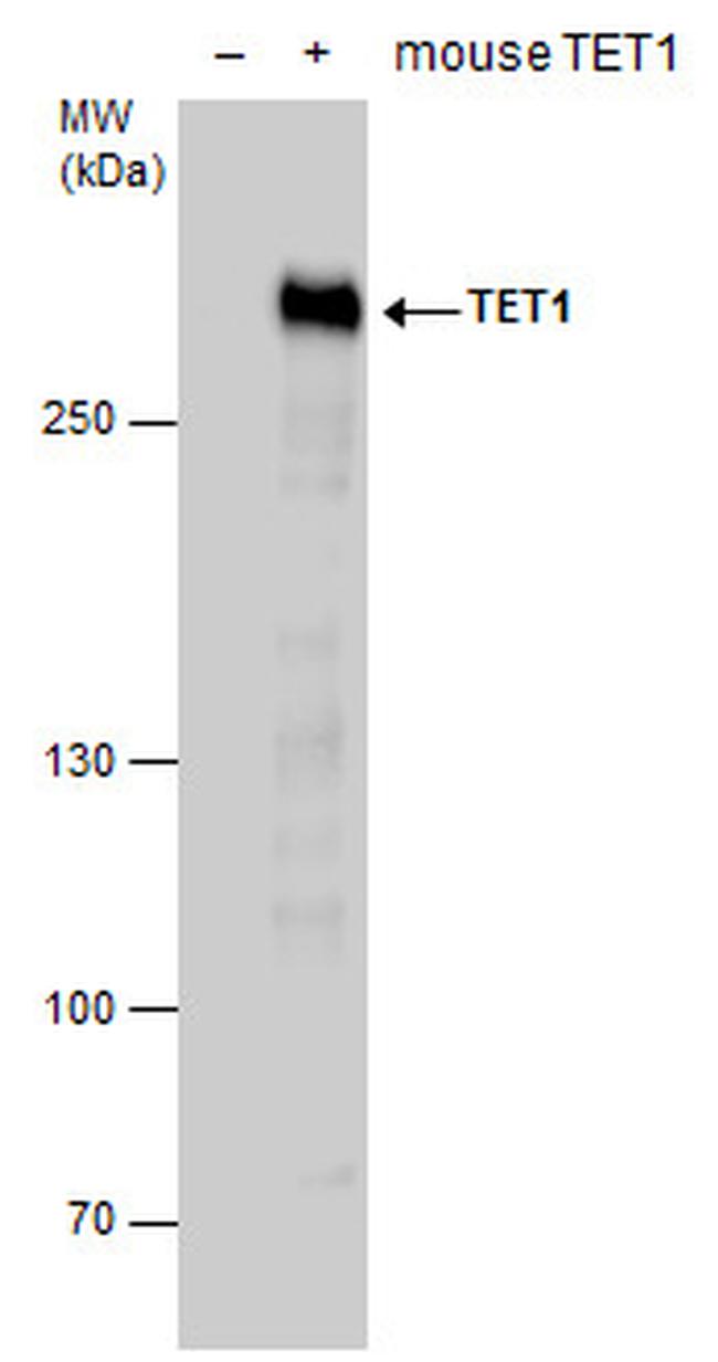 TET1 Antibody in Western Blot (WB)