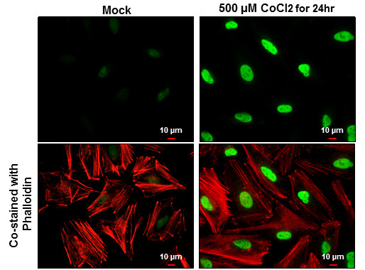 HIF1A Antibody in Immunocytochemistry (ICC/IF)