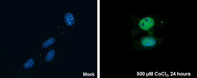 HIF1A Antibody in Immunocytochemistry (ICC/IF)