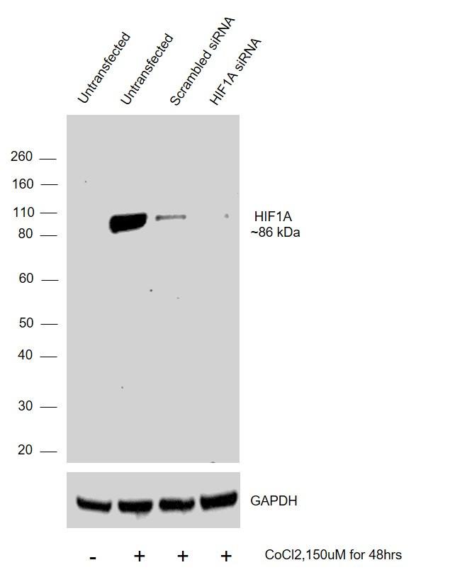 HIF1A Antibody