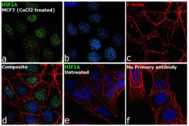 HIF1A Antibody