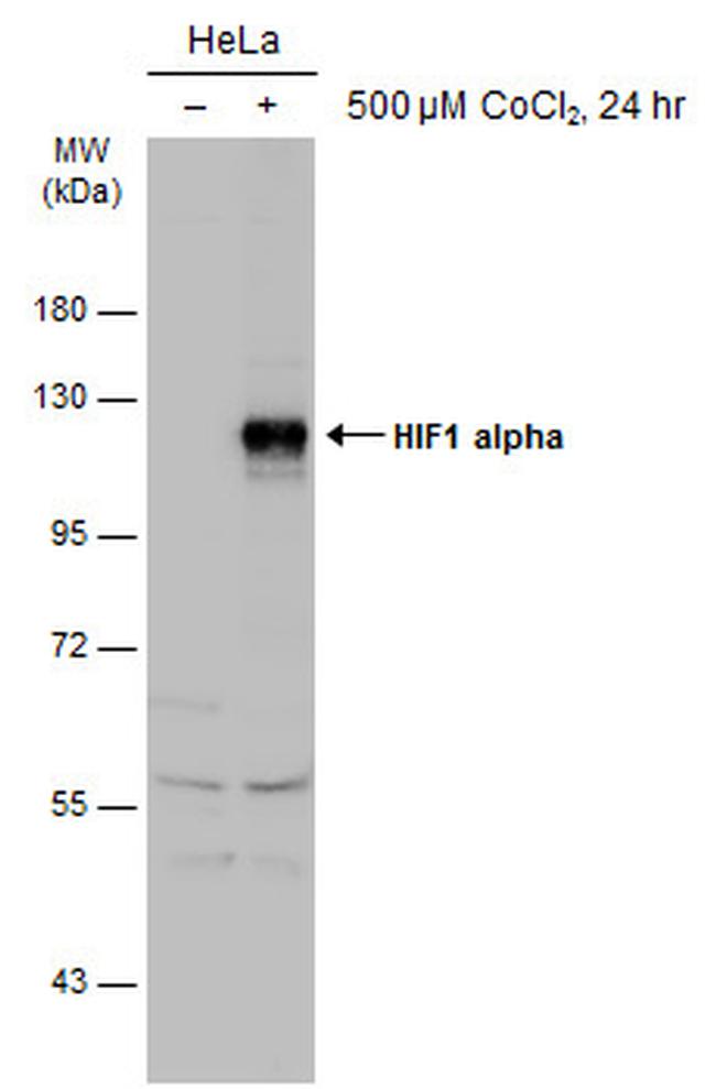 HIF1A Antibody in Western Blot (WB)