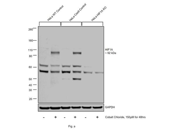 HIF1A Antibody in Western Blot (WB)