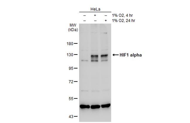 HIF1A Antibody in Western Blot (WB)