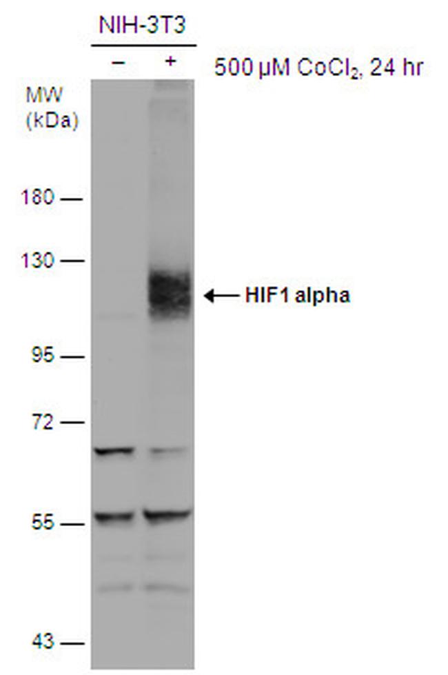 HIF1A Antibody in Western Blot (WB)