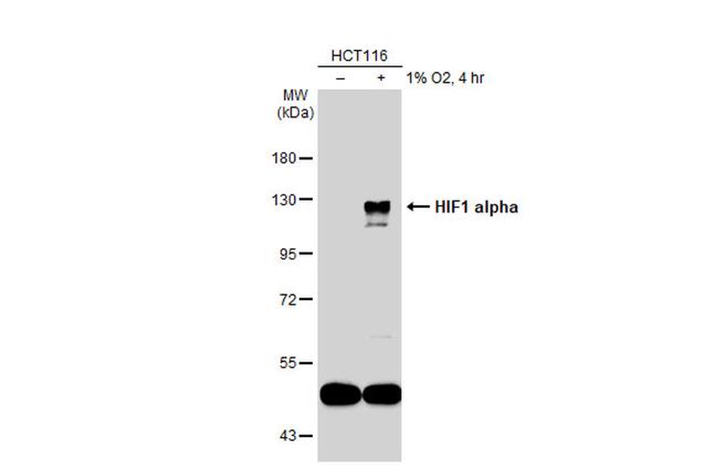 HIF1A Antibody in Western Blot (WB)