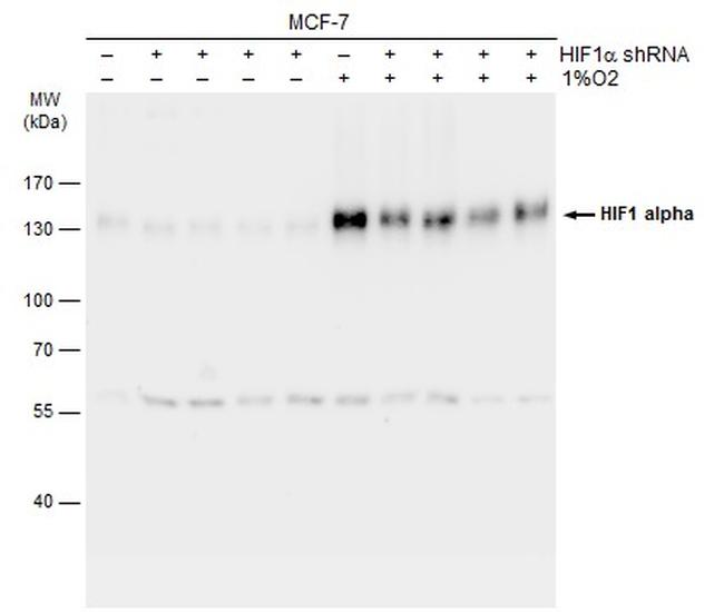 HIF1A Antibody in Western Blot (WB)