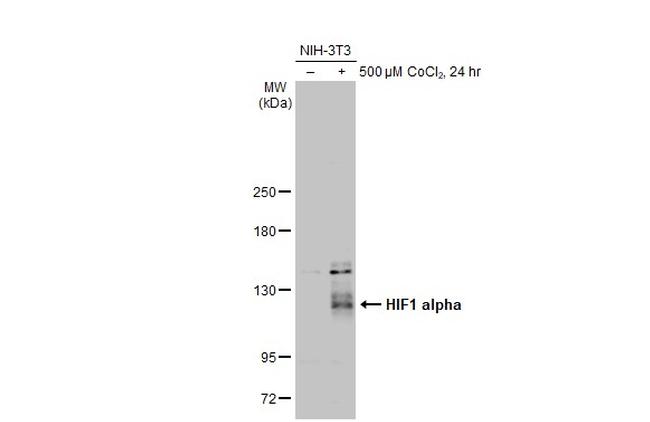 HIF1A Antibody in Western Blot (WB)