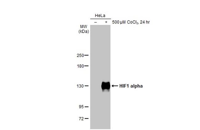 HIF1A Antibody in Western Blot (WB)