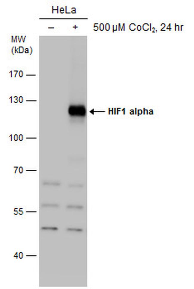 HIF1A Antibody in Western Blot (WB)