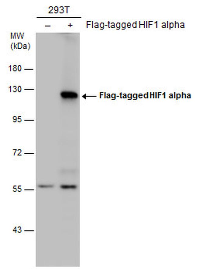 HIF1A Antibody in Western Blot (WB)