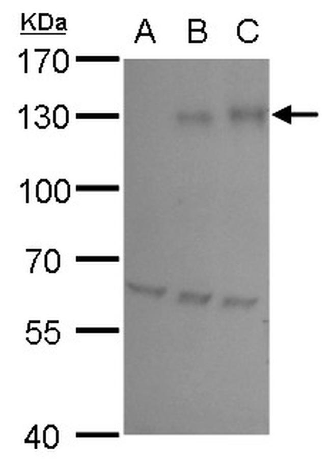 HIF1A Antibody in Western Blot (WB)