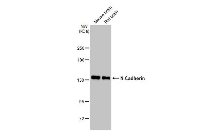 N-cadherin Antibody in Western Blot (WB)