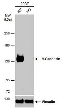 N-cadherin Antibody