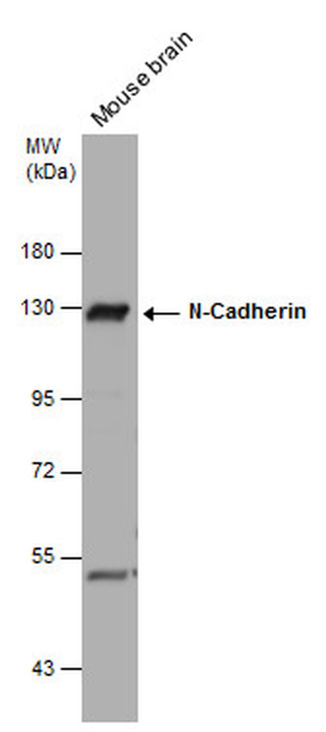 N-cadherin Antibody in Western Blot (WB)