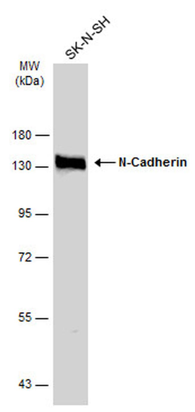 N-cadherin Antibody in Western Blot (WB)