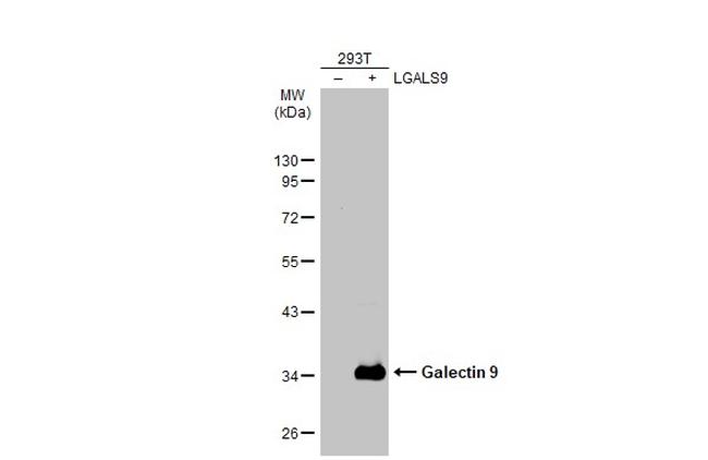 Galectin 9 Antibody in Western Blot (WB)