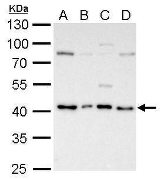 ATG3 Antibody in Western Blot (WB)