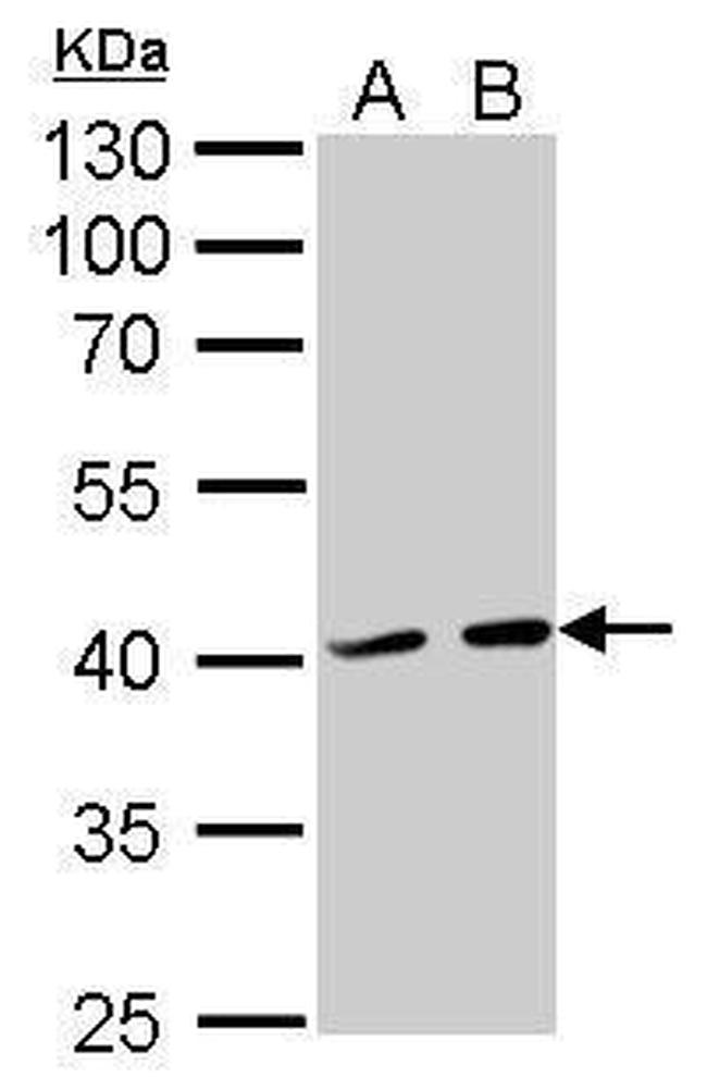 ATG3 Antibody in Western Blot (WB)
